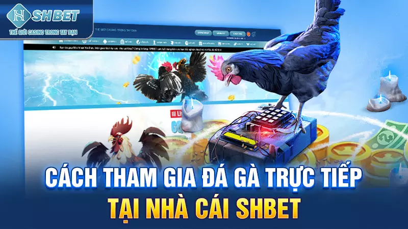 Cách tham gia đá gà trực tiếp tại nhà cái SHBET