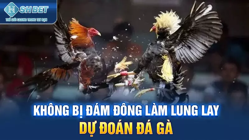 Không bị đám đông làm lung lay dự đoán đá gà